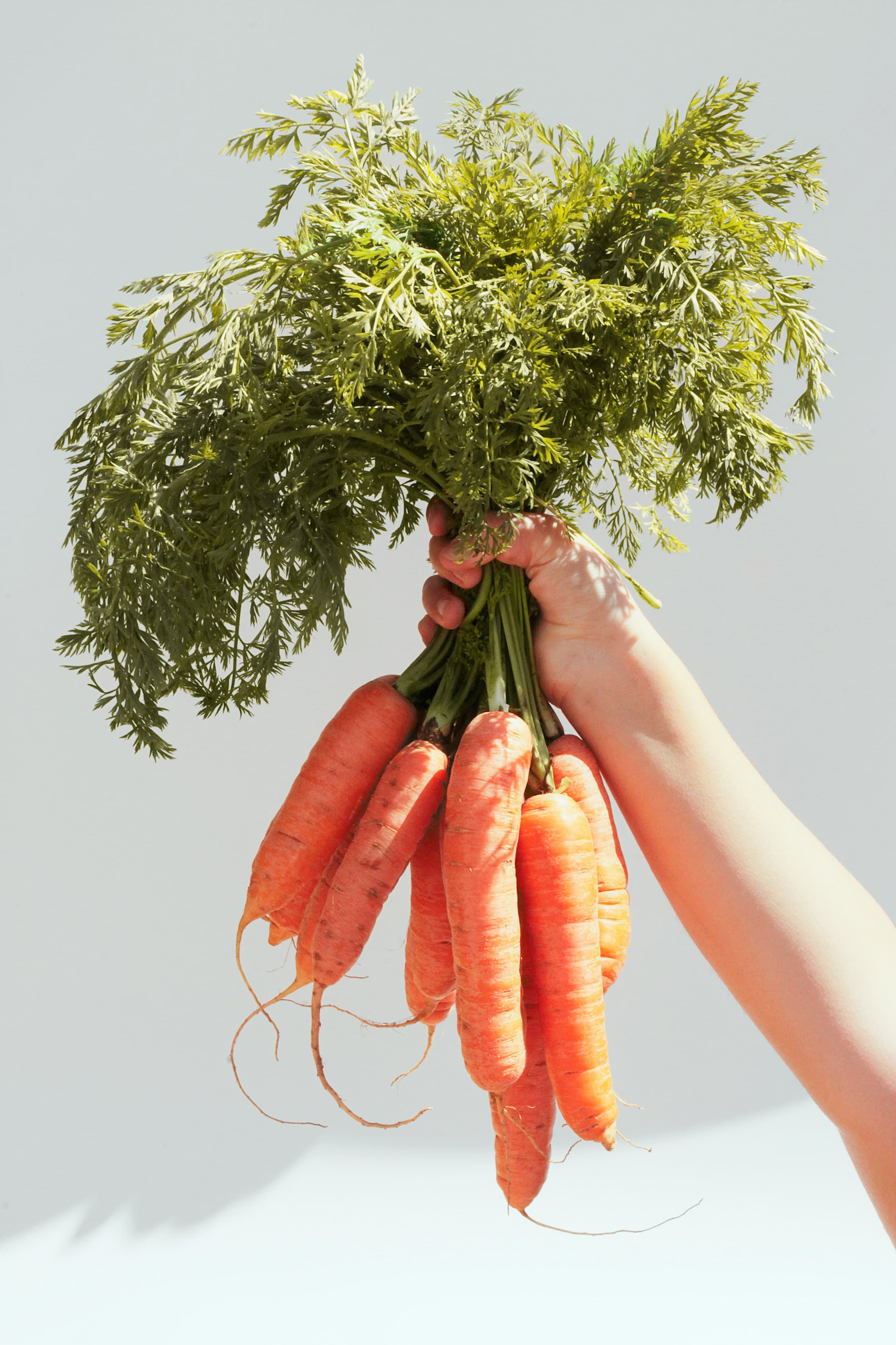 A bunch of fresh carrots