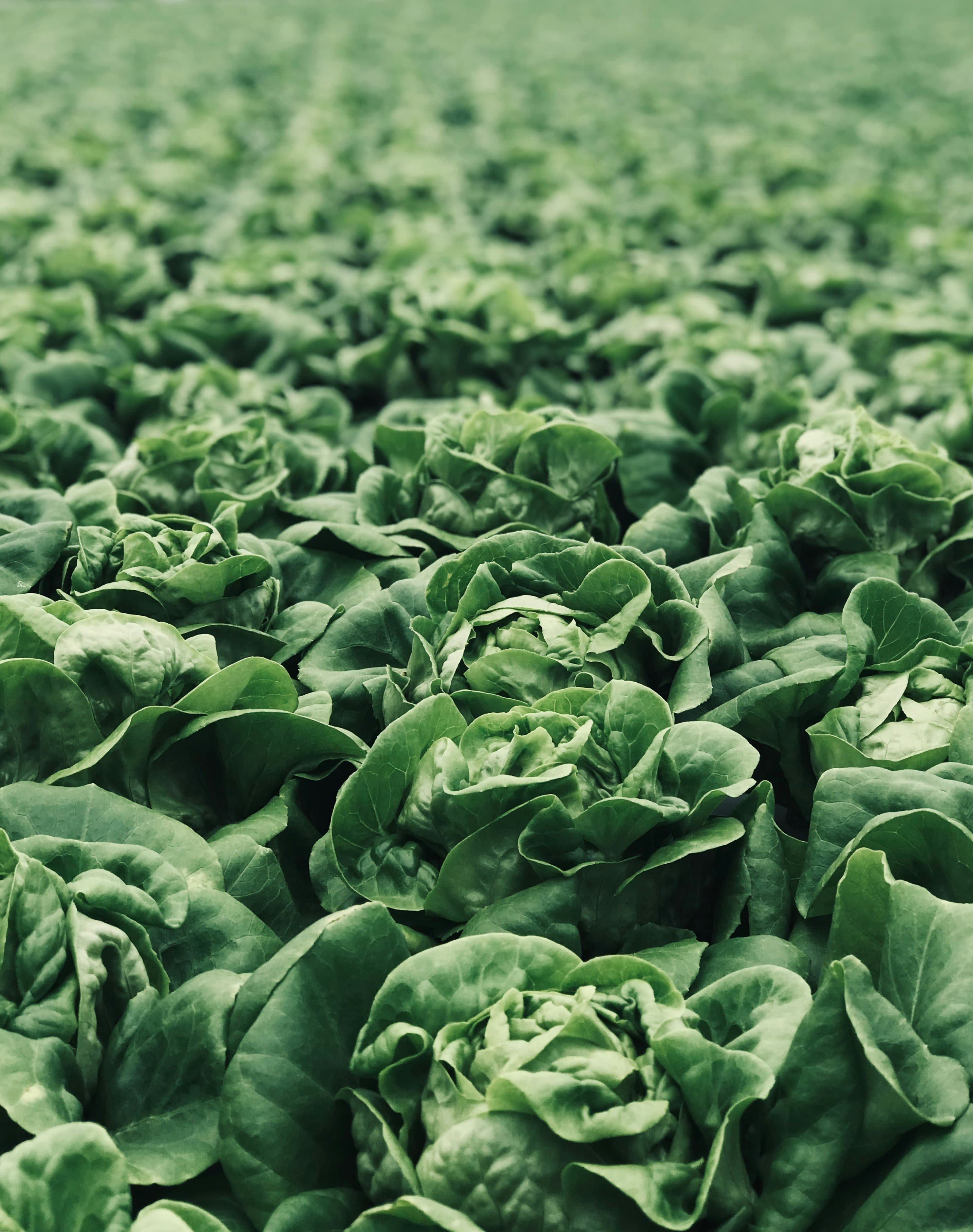 Butterhead Lettuce
